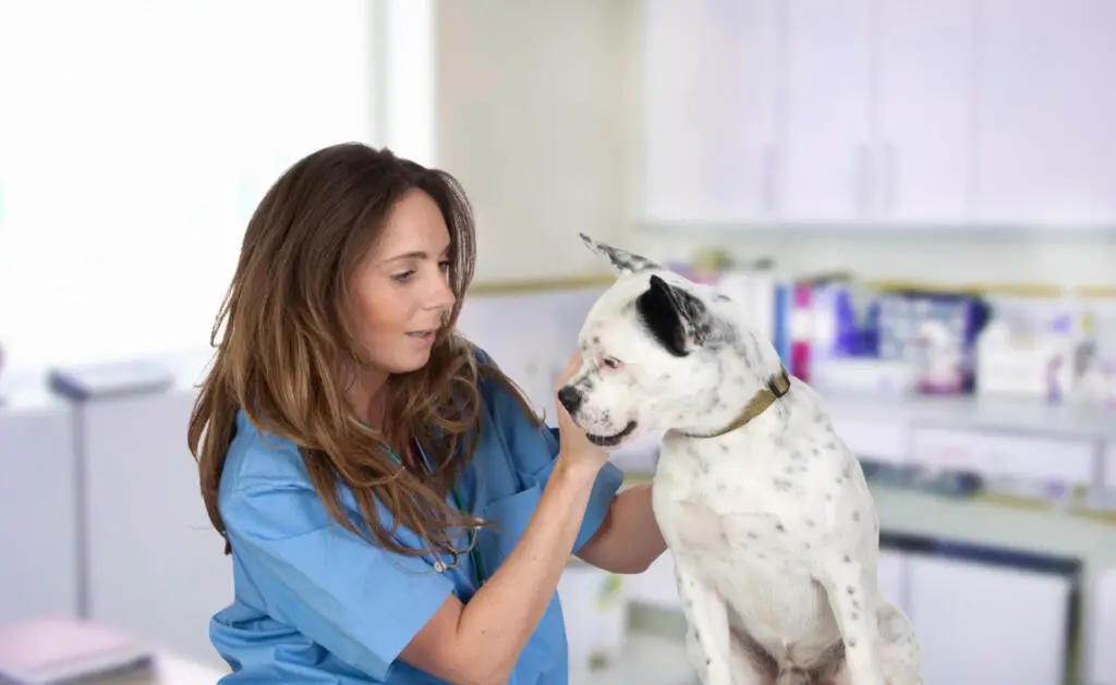 Raising a healthy dog with vet visits