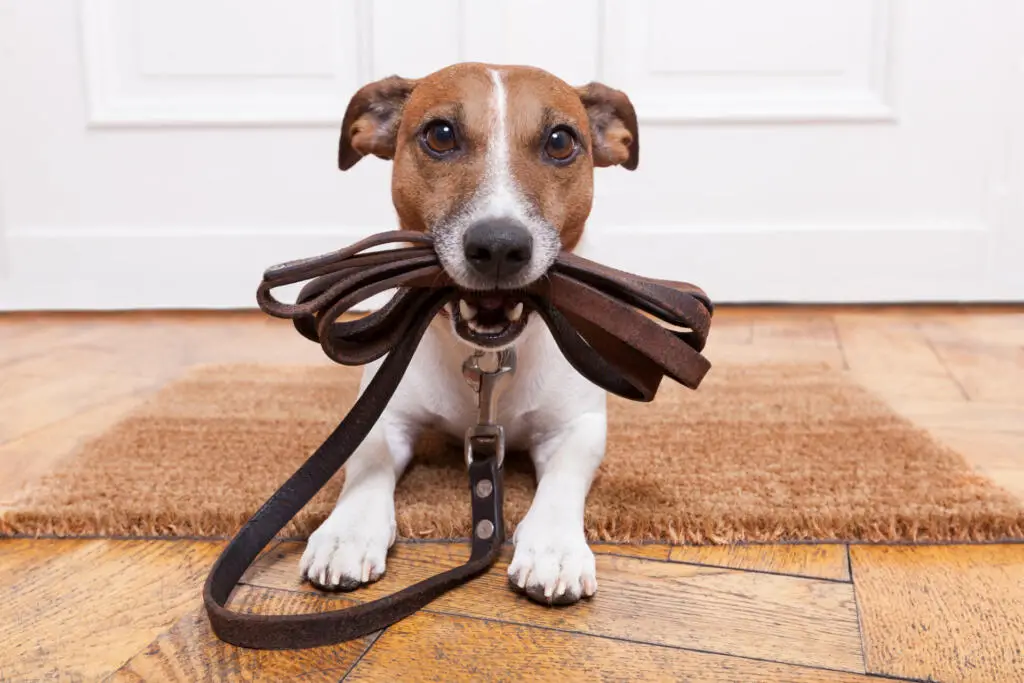 Training a dog to use a leash
