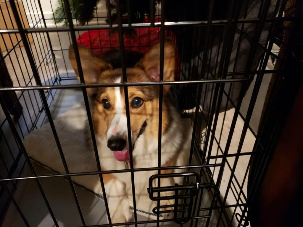 Training a dog to use its crate
