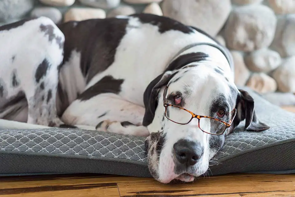 Dog wearing glasses after seeing eye doctor for dogs