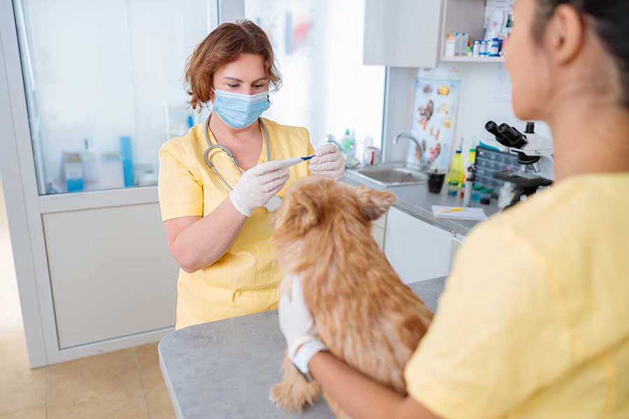 Dog owner at vet with dog