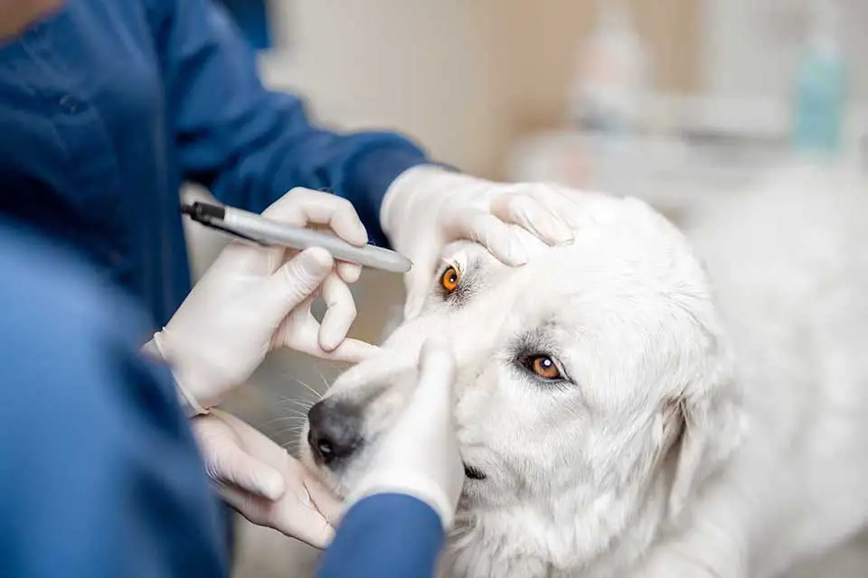 Eye doctor for dogs giving an exam