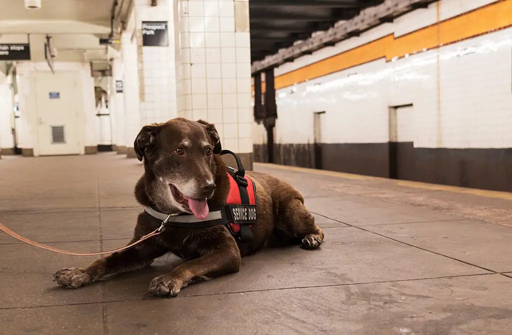 Service dog sitting on subway platform