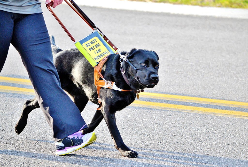 Online service dog certification workshop