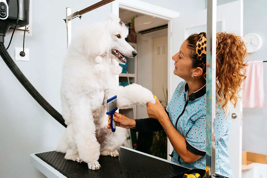 Professional dog grooming services in use