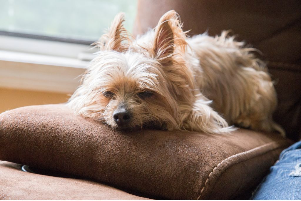 senior-dog-friendly-home-adjustments-comfort