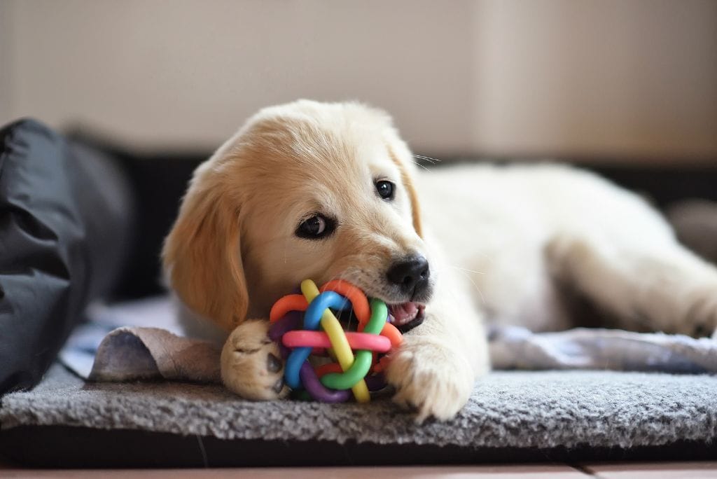 new-puppy-care-play