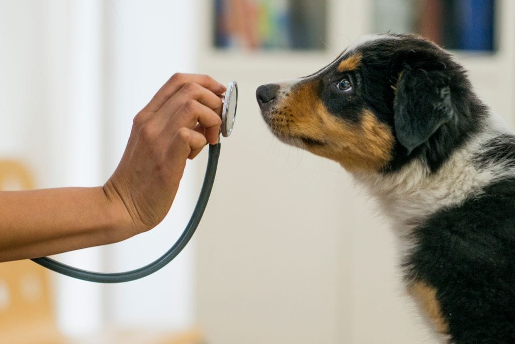 digestive-problems-in-dogs-conditions