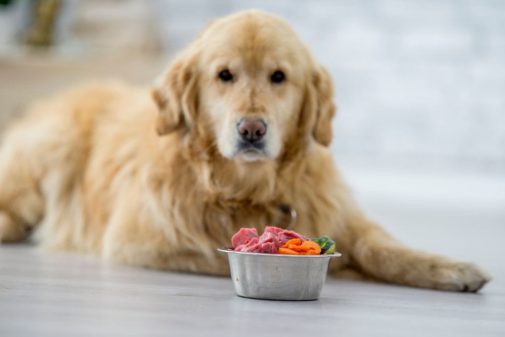 digestive-problems-in-dogs-support