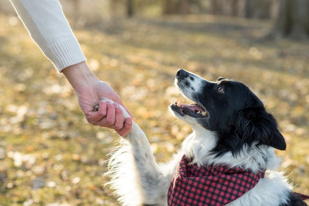 dog-names