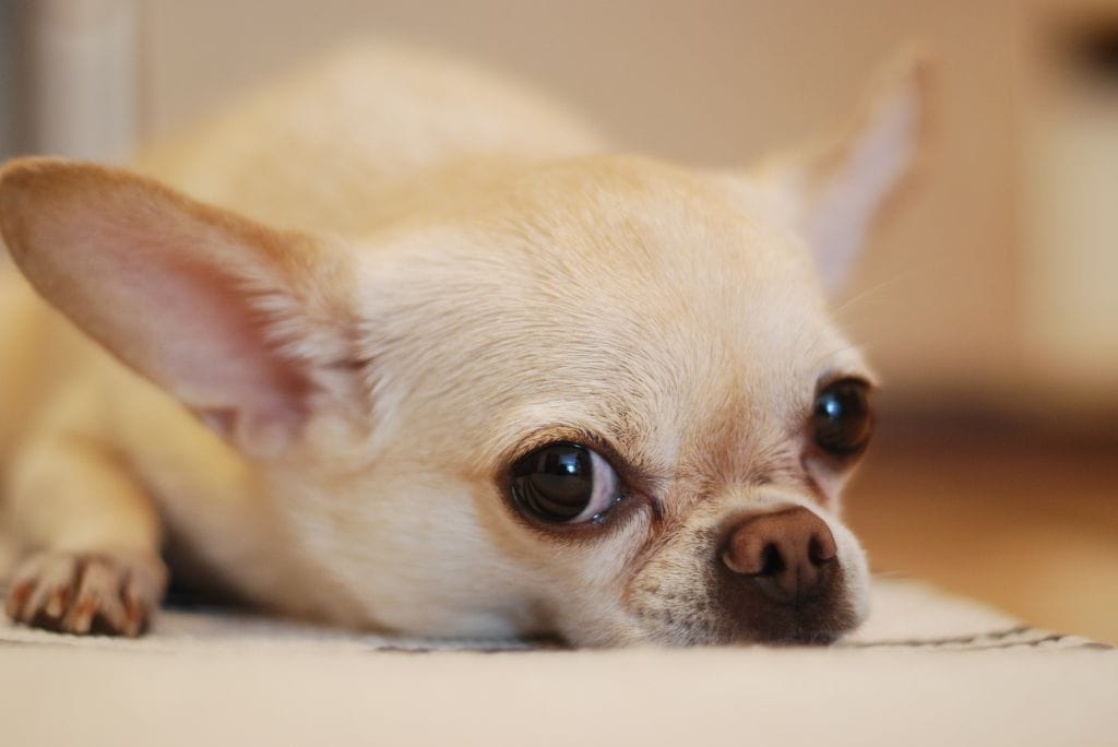 what-a-dog-breed-says-about-you-chihuahua